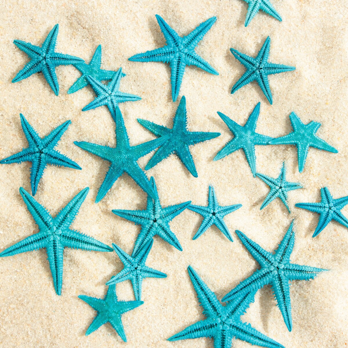 фото Набор натуральных морских звезд, 1,5 - 2,5 см, 20 шт, синий пижон аква