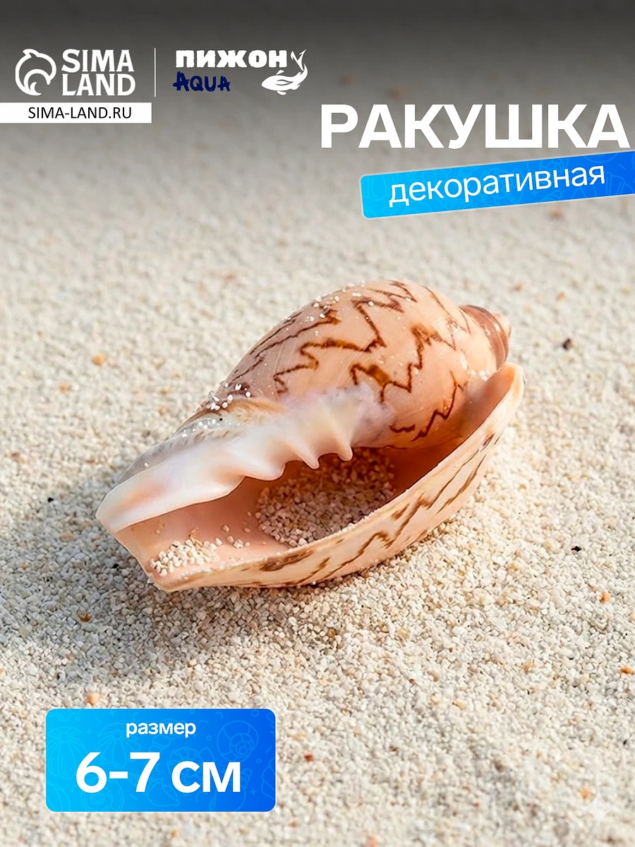 Ракушка декоративная, 6-7 см, Оранжевый
Ракушка декоративная, 6-7 см, Оранжевый