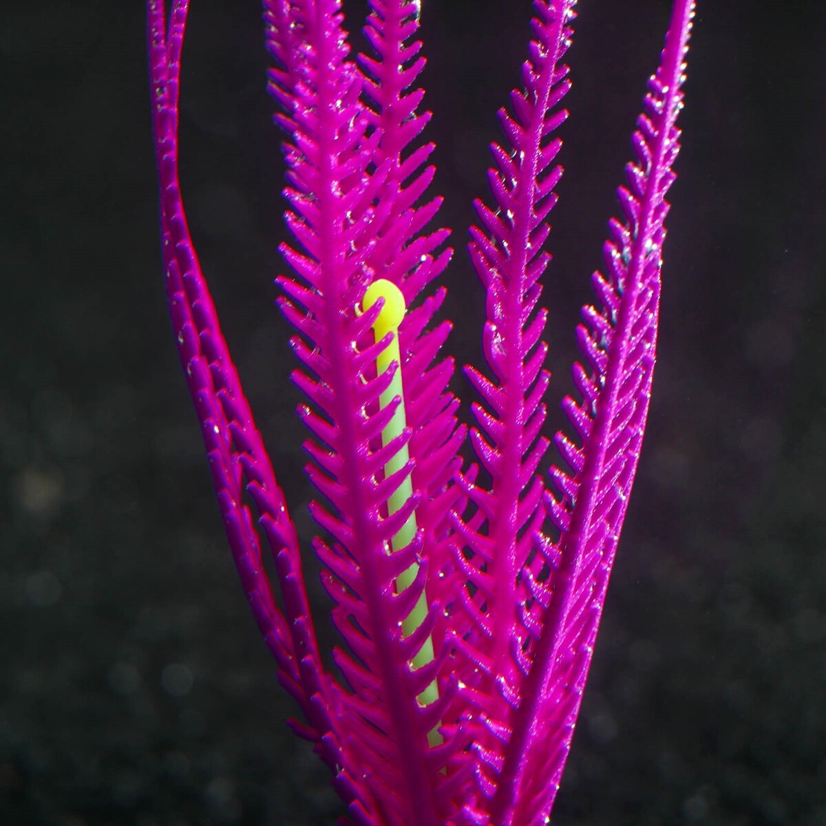 Растение силиконовое аквариумное, светящееся в темноте, 9 х 14 см, фиолетовое No brand 01059180 - фото 3
