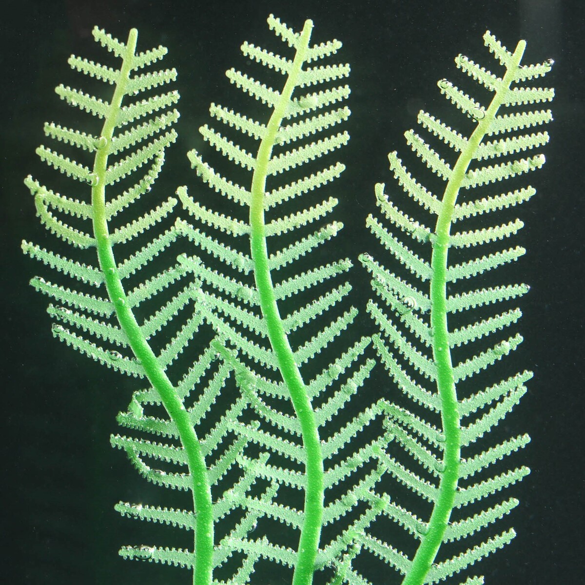 Растение силиконовое аквариумное, светящееся в темноте, 4,5 х 15 см, зелёное No brand 01059214 - фото 3