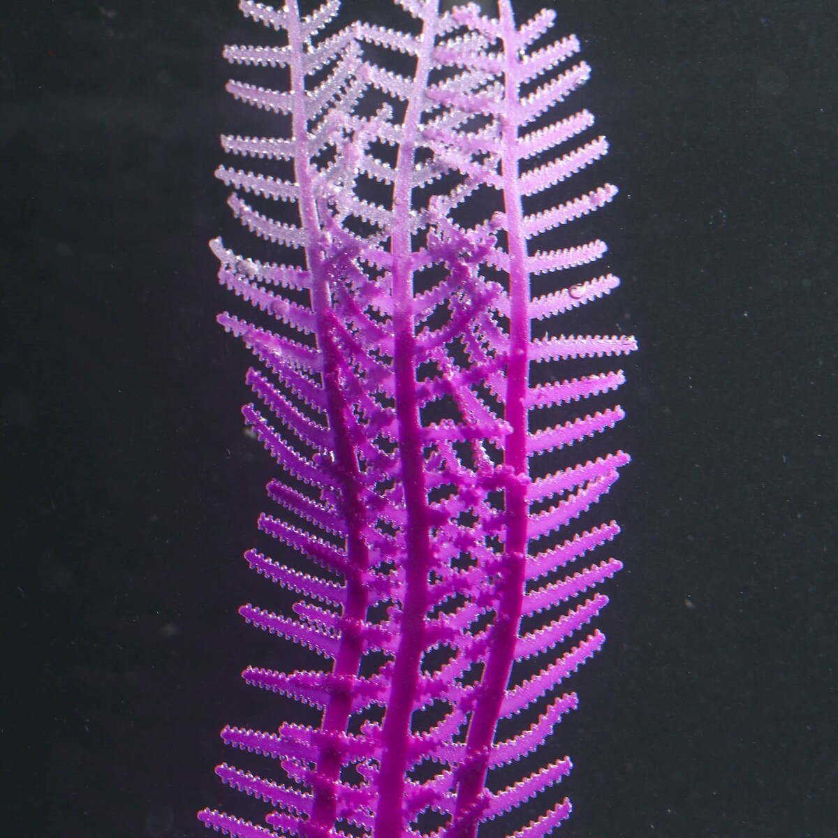 Растение силиконовое аквариумное, светящееся в темноте, 4,5 х 15 см, фиолетовое No brand 01059237 - фото 3