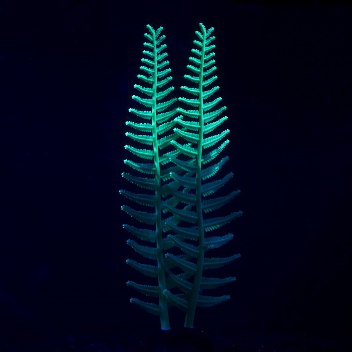 Растение силиконовое аквариумное, светящееся в темноте, 8 х 23 см, зелёное No brand 01059243 - фото 2