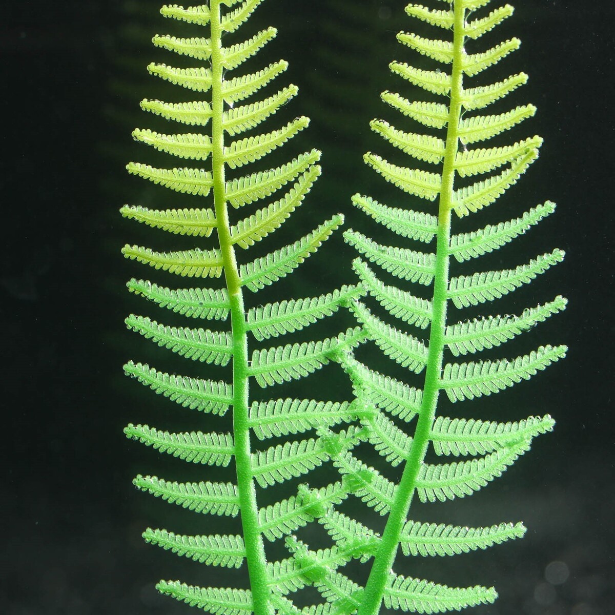 Растение силиконовое аквариумное, светящееся в темноте, 8 х 23 см, зелёное No brand 01059243 - фото 3