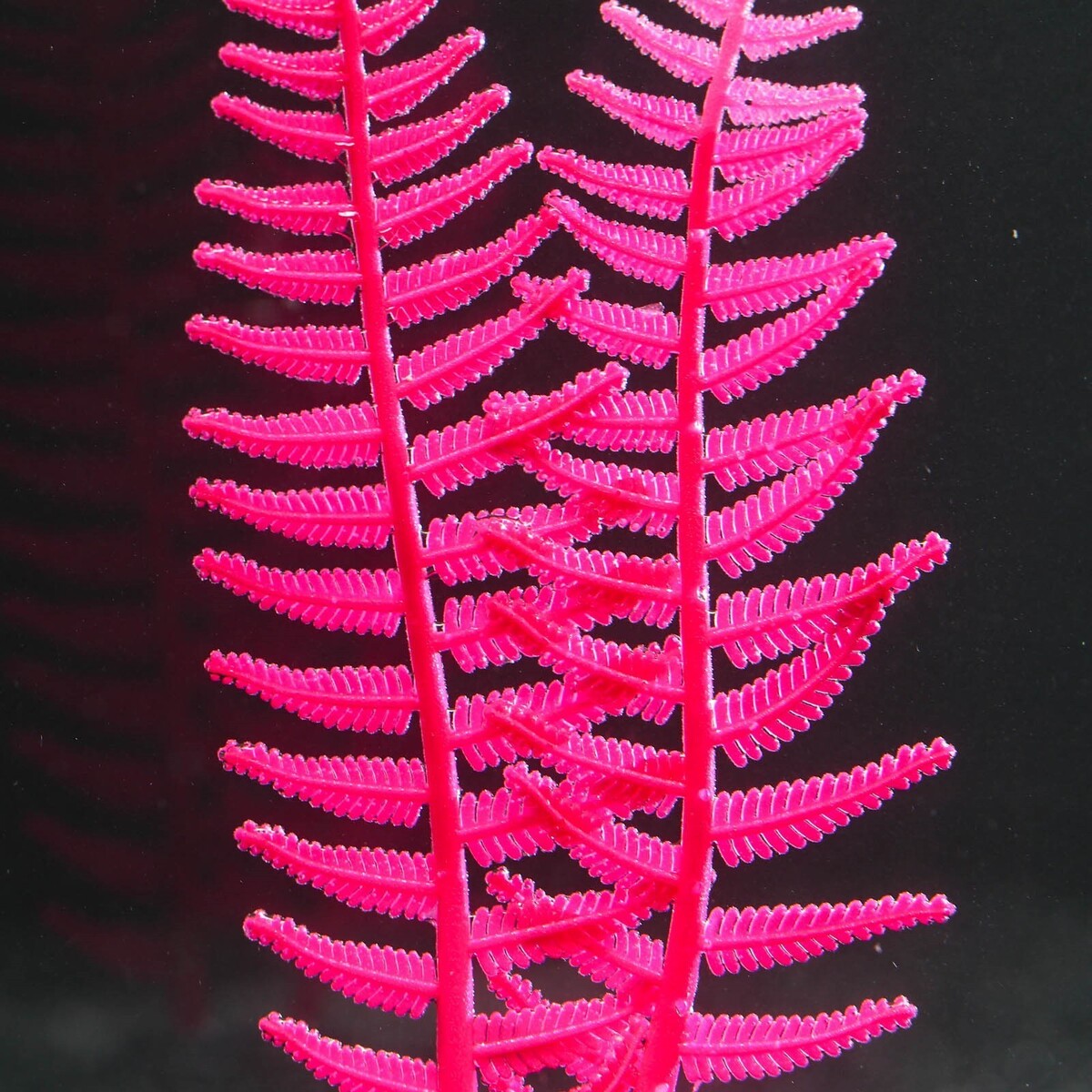 Растение силиконовое аквариумное, светящееся в темноте, 8 х 23 см, розовое No brand 01059275 - фото 3