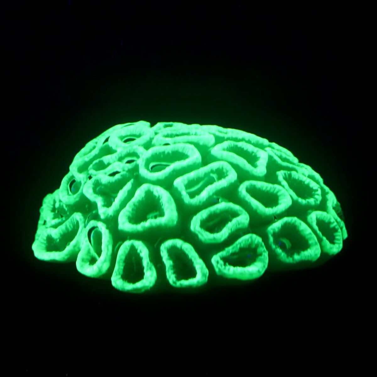 Декор для аквариума коралл faviidae, 5 х 2,5 см, силиконовый, зелёный No brand 01059278 - фото 2