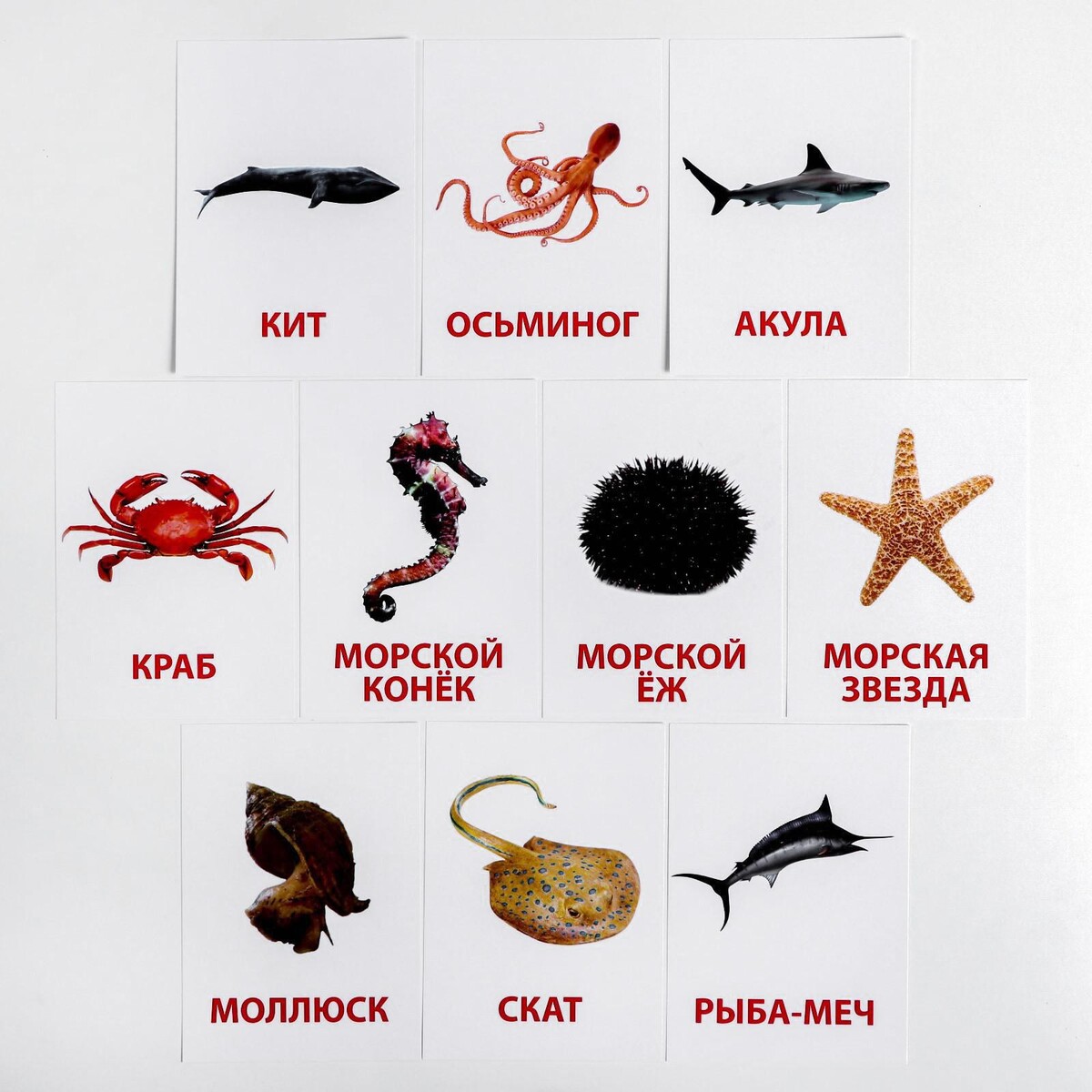 морские обитатели картинки для детей с названиями