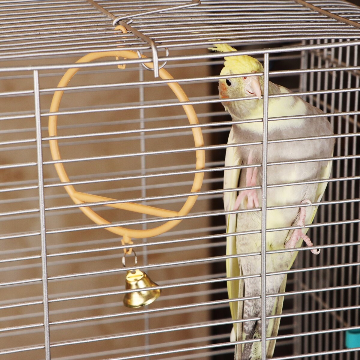 Качели для птиц круглые d 11,5 см, с колокольчиком, бежевые качели globex зoo