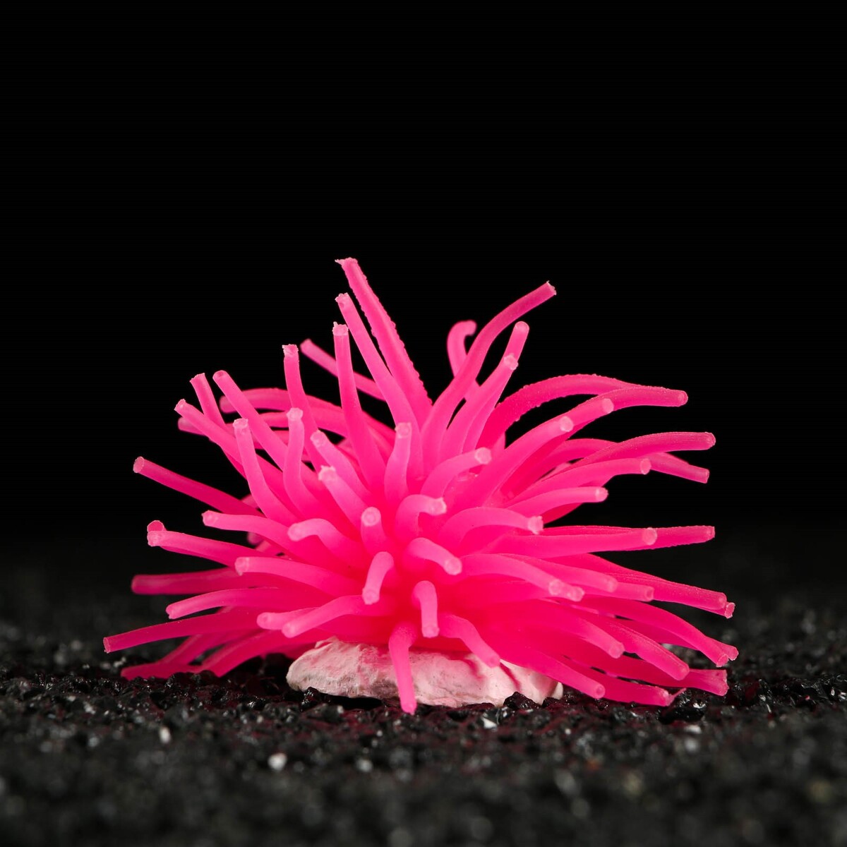 Декоративный анемон для аквариума, 8 х 5 см, розовый Пижон Аква