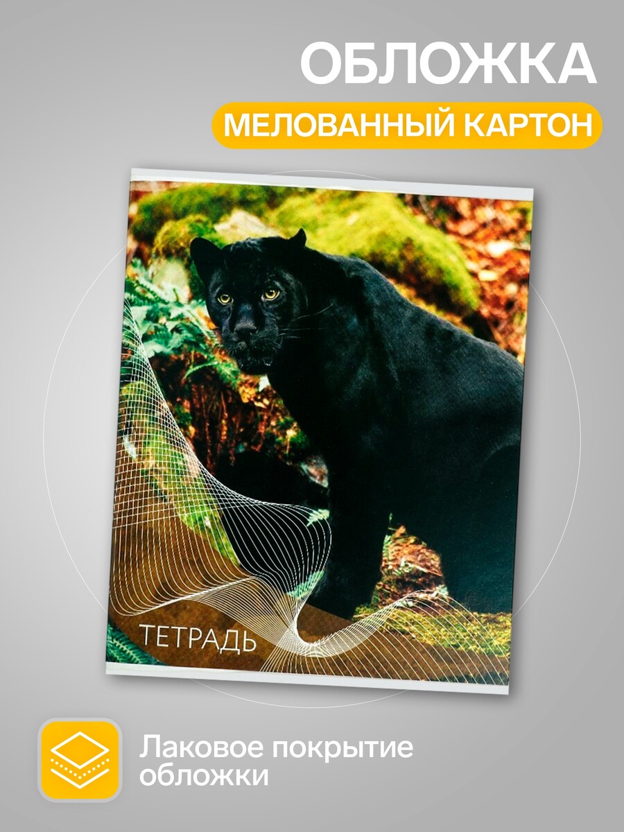 

Набор тетрадей, 96 листов в линейку, calligrata