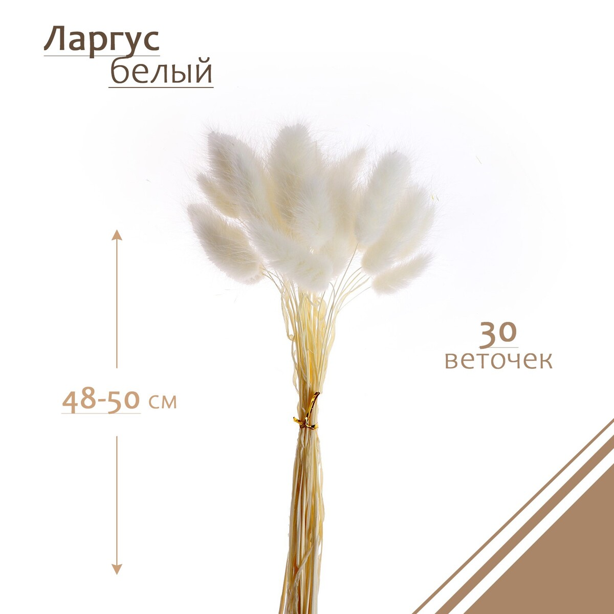 Сухие цветы лагуруса, набор 30 шт., цвет белый
