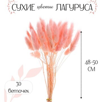 Сухие цветы лагуруса, набор 30 шт., цвет