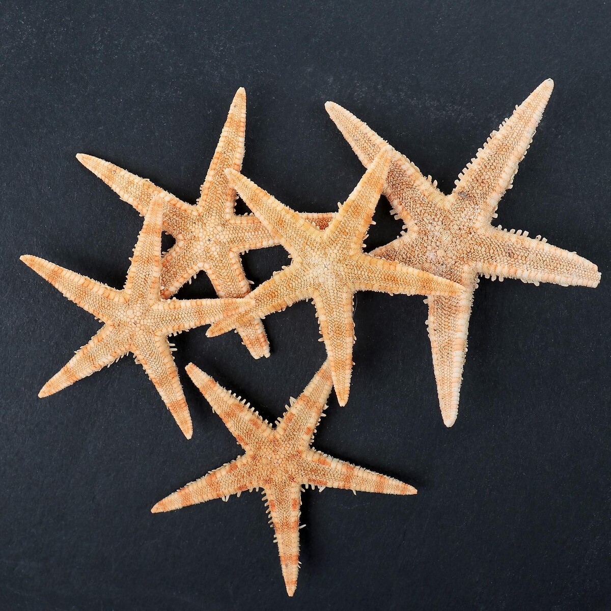 Набор из 5 морских звезд, размер каждой 3-5 см декорации под скалы 11 х 7 х 16 см