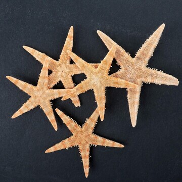 Набор из 5 морских звезд, размер каждой 