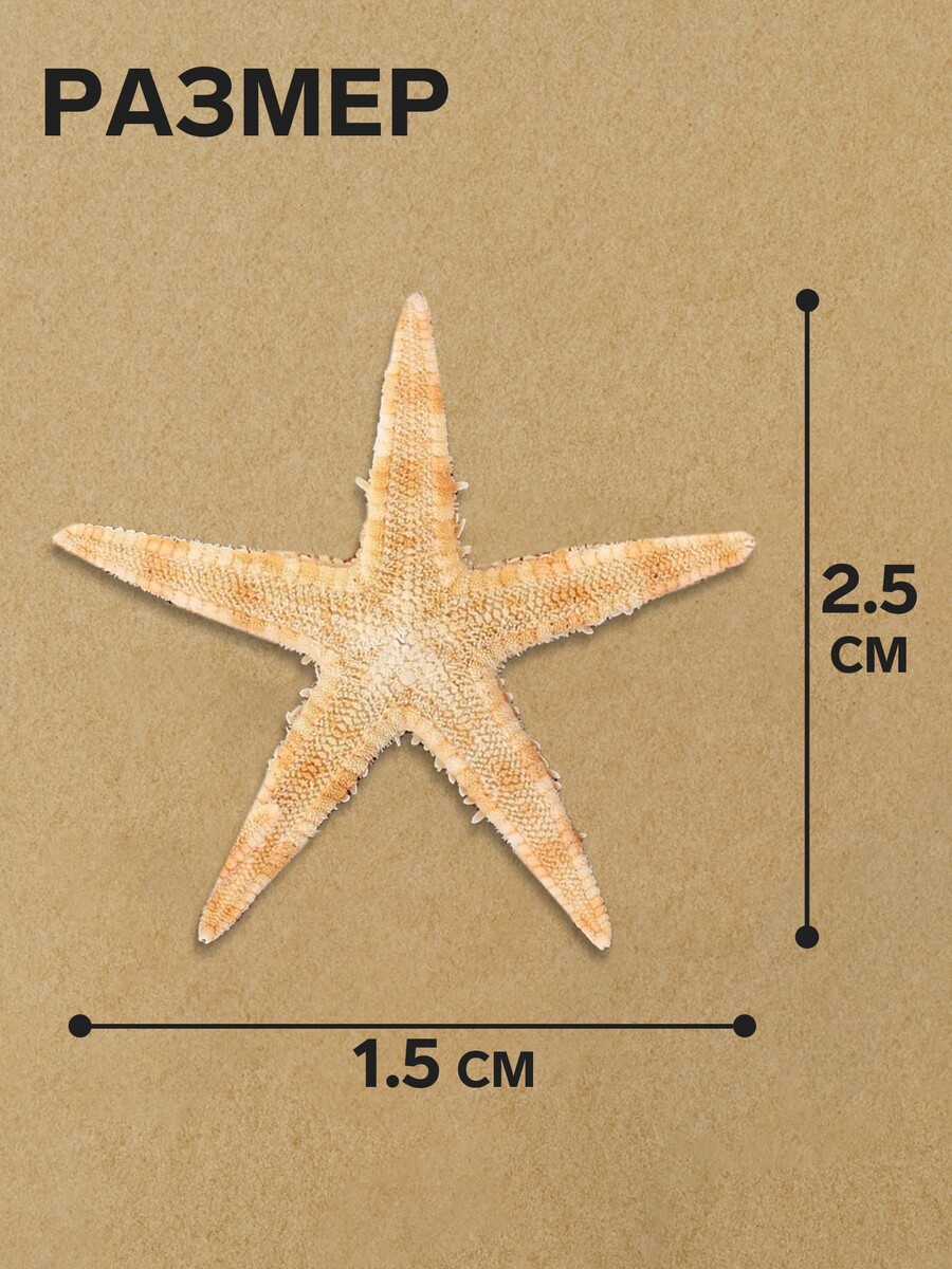 

Набор натуральных морских звезд, 1,5 - 2,5 см, 20 шт, Коричневый