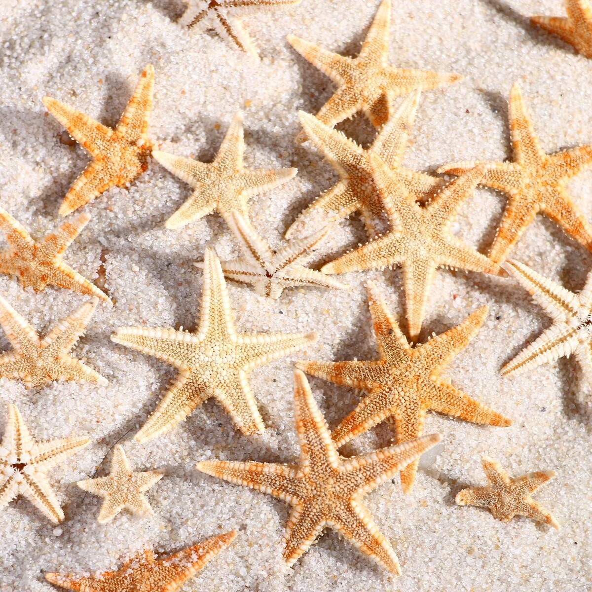 Набор натуральных морских звезд, 1,5 - 2,5 см, 20 шт аномальный выброс морских звезд в двинском заливе весной 1990 г