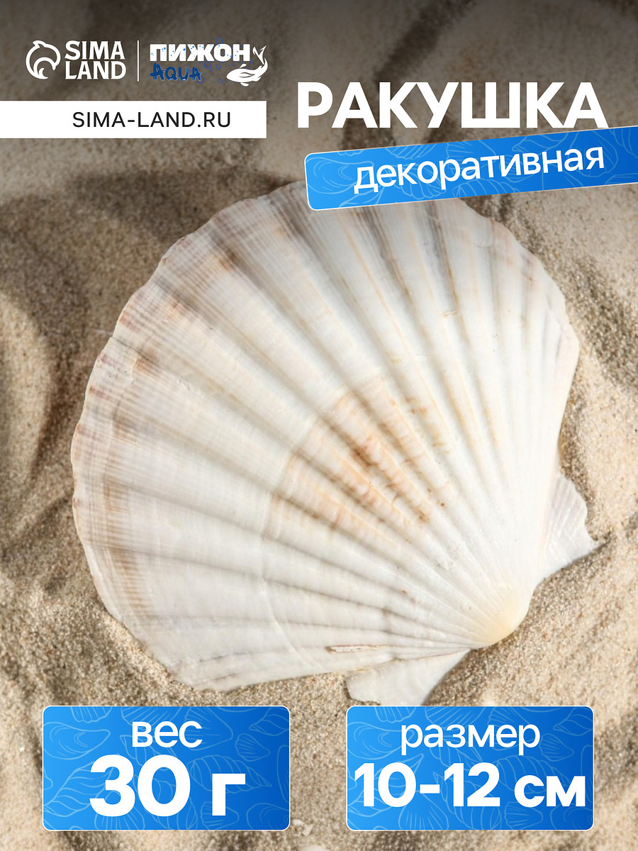 

Ракушка декоративная гребешок, 10-12 см, Бежевый