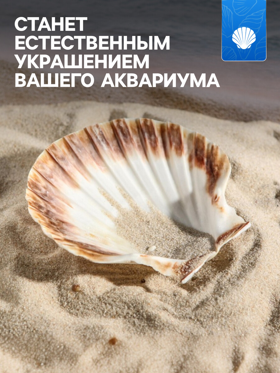 

Ракушка декоративная гребешок, 10-12 см, Бежевый