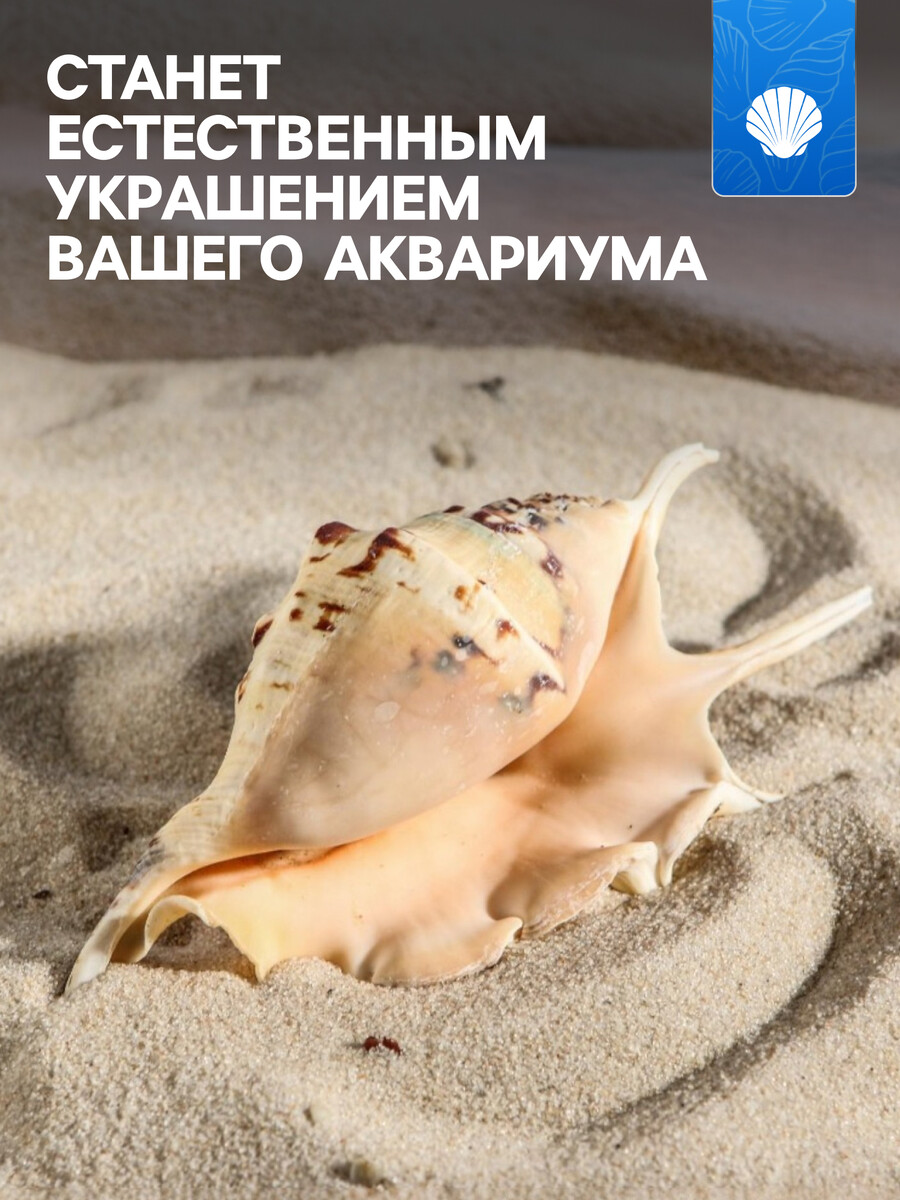 

Ракушка декоративная, 7-11 см, Коричневый