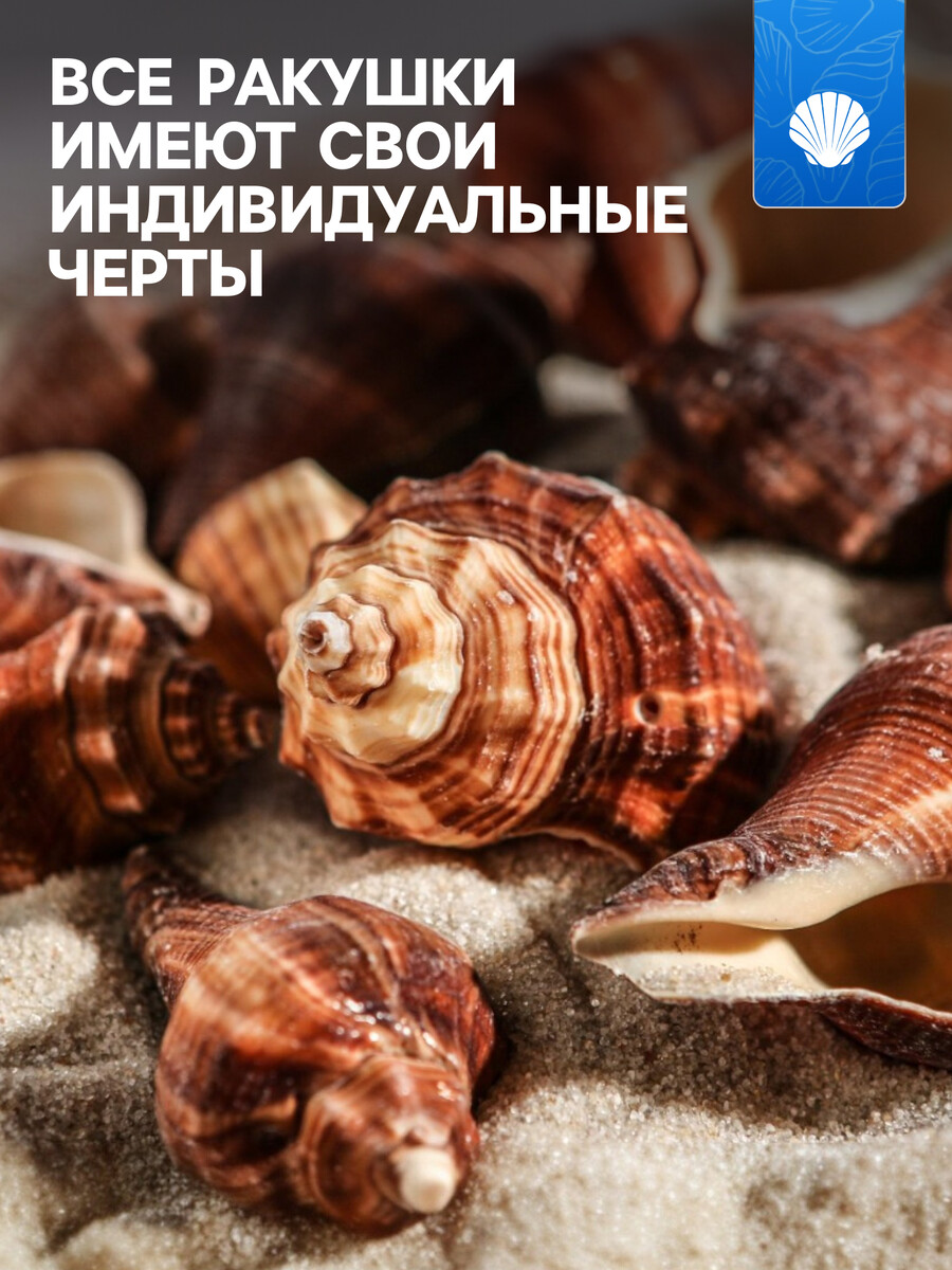 

Набор ракушек, 5 - 7 см, 100 г, Коричневый