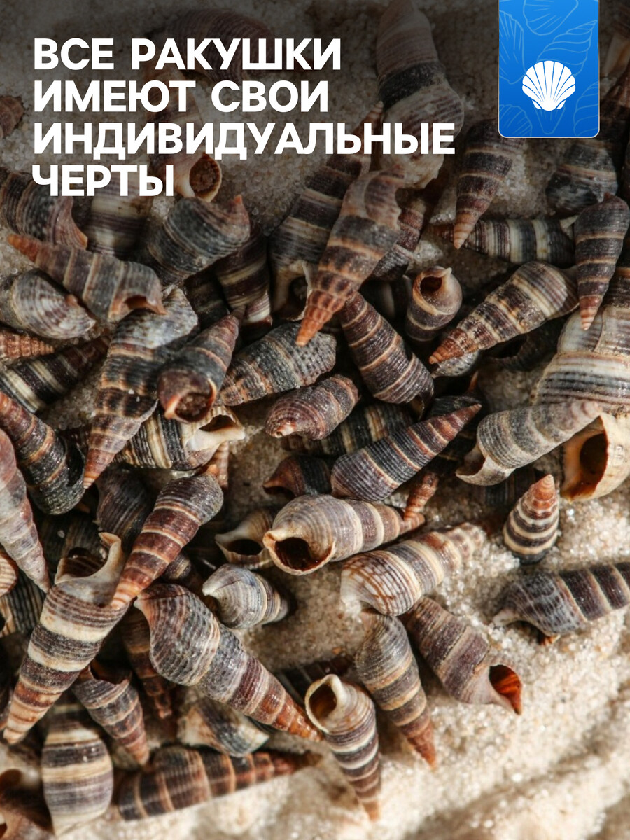 

Набор ракушек батиллярия, 100 г, Коричневый