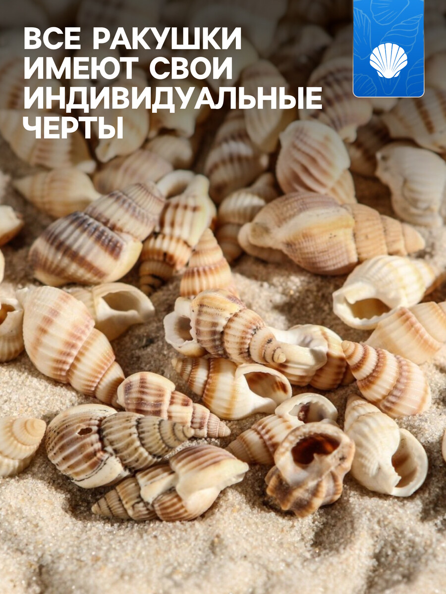 

Набор ракушек 100 г, Бежевый