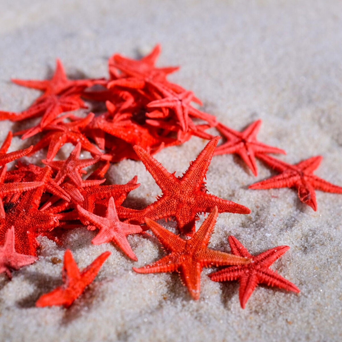 Набор натуральных морских звезд, 1,5-2 см, 20 шт, красный аномальный выброс морских звезд в двинском заливе весной 1990 г