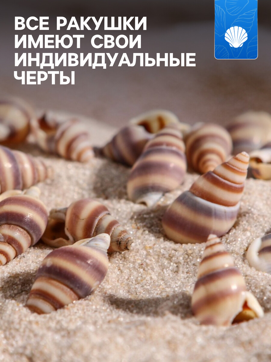 

Набор ракушек, 1 - 2 см, 100 г, Коричневый