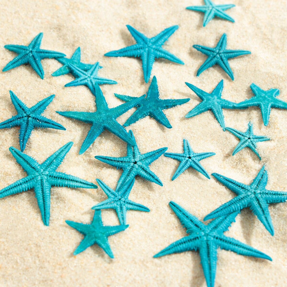 фото Набор натуральных морских звезд, 1,5 - 2,5 см, 20 шт, синий пижон аква