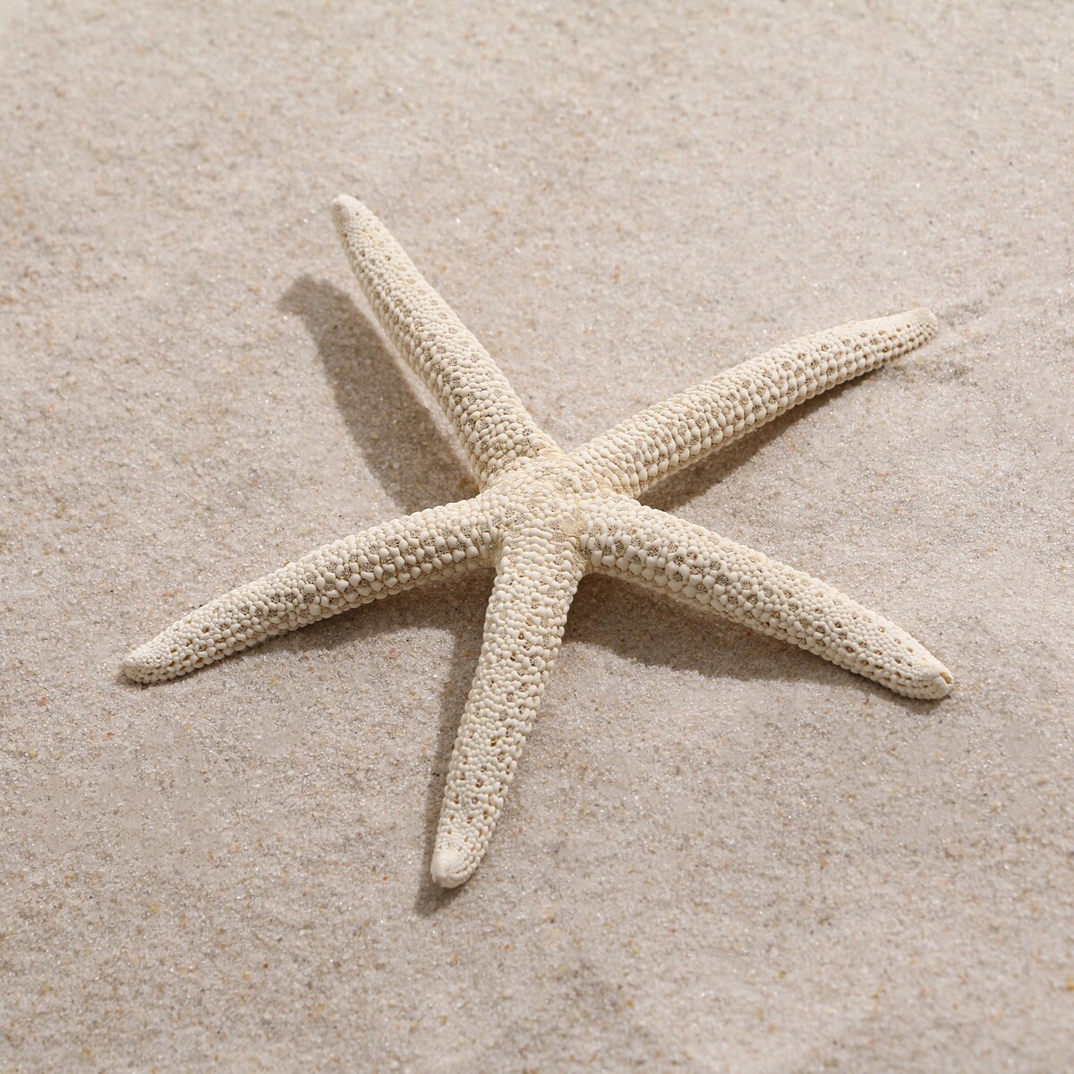 Морская звезда декоративная, 10-16 см Пижон Аква, цвет белый