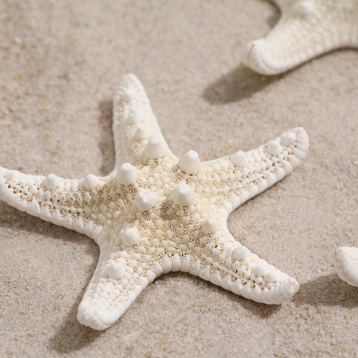 Набор из 3 морских звезд, размер каждой 5-10 см, белые Пижон Аква, цвет белый 05587685 - фото 3