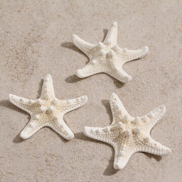 Набор из 3 морских звезд, размер каждой 