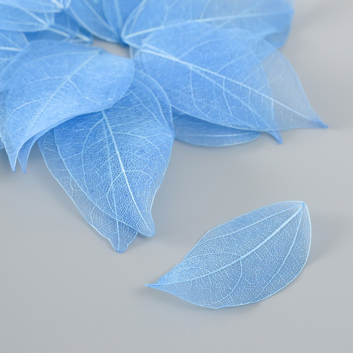 Листья скелетированные для творчества опавшие листья