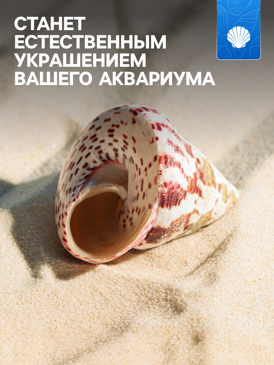 

Ракушка декоративная полированная, 3-5 см, Разноцветный