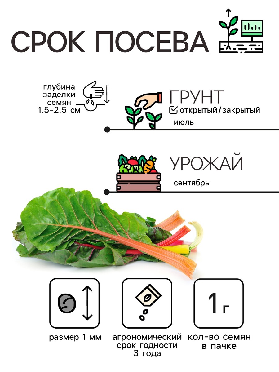 

Семена мангольд